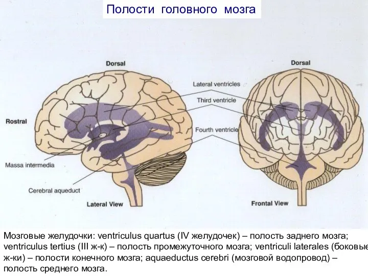 Мозговые желудочки: ventriculus quartus (IV желудочек) – полость заднего мозга; ventriculus