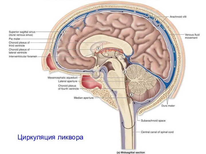 Циркуляция ликвора