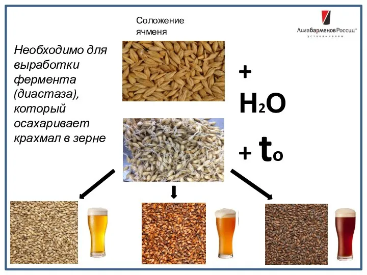 Соложение ячменя + Н2О + to Необходимо для выработки фермента (диастаза), который осахаривает крахмал в зерне