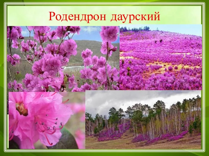 Родендрон даурский