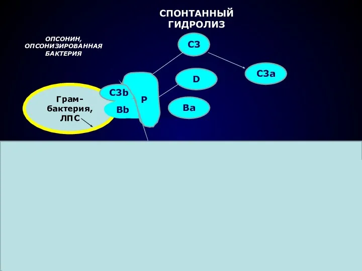 Грам- бактерия, ЛПС СПОНТАННЫЙ ГИДРОЛИЗ С3 С3b С3а В D В