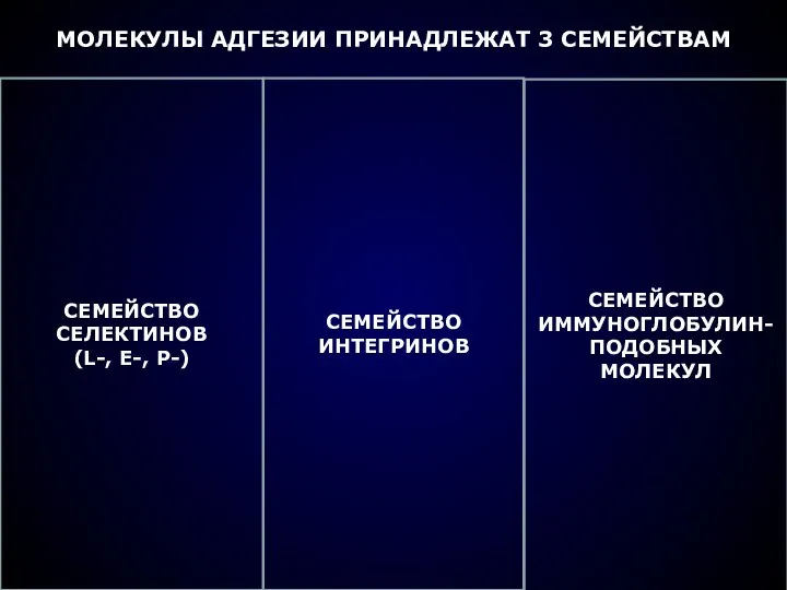 МОЛЕКУЛЫ АДГЕЗИИ ПРИНАДЛЕЖАТ 3 СЕМЕЙСТВАМ СЕМЕЙСТВО СЕЛЕКТИНОВ (L-, E-, P-) СЕМЕЙСТВО ИНТЕГРИНОВ СЕМЕЙСТВО ИММУНОГЛОБУЛИН- ПОДОБНЫХ МОЛЕКУЛ