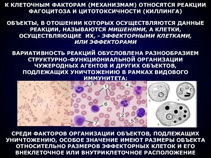 К КЛЕТОЧНЫМ ФАКТОРАМ (МЕХАНИЗМАМ) ОТНОСЯТСЯ РЕАКЦИИ ФАГОЦИТОЗА И ЦИТОТОКСИЧНОСТИ (КИЛЛИНГА) ОБЪЕКТЫ,