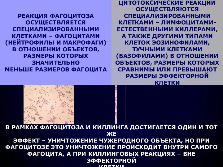 В РАМКАХ ФАГОЦИТОЗА И КИЛЛИНГА ДОСТИГАЕТСЯ ОДИН И ТОТ ЖЕ ЭФФЕКТ