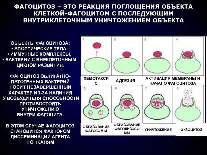 ФАГОЦИТОЗ – ЭТО РЕАКЦИЯ ПОГЛОЩЕНИЯ ОБЪЕКТА КЛЕТКОЙ-ФАГОЦИТОМ С ПОСЛЕДУЮЩИМ ВНУТРИКЛЕТОЧНЫМ УНИЧТОЖЕНИЕМ