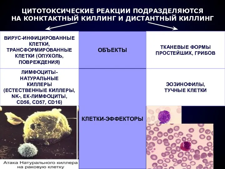 ЦИТОТОКСИЧЕСКИЕ РЕАКЦИИ ПОДРАЗДЕЛЯЮТСЯ НА КОНКТАКТНЫЙ КИЛЛИНГ И ДИСТАНТНЫЙ КИЛЛИНГ ОБЪЕКТЫ ВИРУС-ИНФИЦИРОВАННЫЕ
