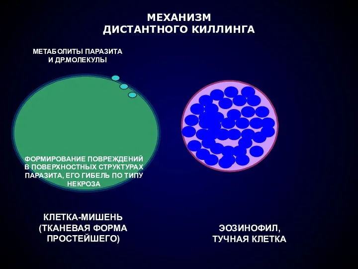 МЕХАНИЗМ ДИСТАНТНОГО КИЛЛИНГА КЛЕТКА-МИШЕНЬ (ТКАНЕВАЯ ФОРМА ПРОСТЕЙШЕГО) ЭОЗИНОФИЛ, ТУЧНАЯ КЛЕТКА МЕТАБОЛИТЫ