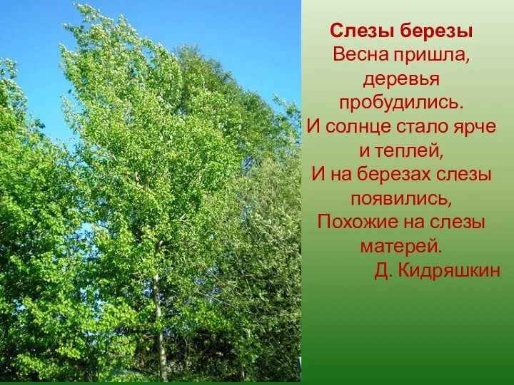 Слезы березы Весна пришла, деревья пробудились. И солнце стало ярче и