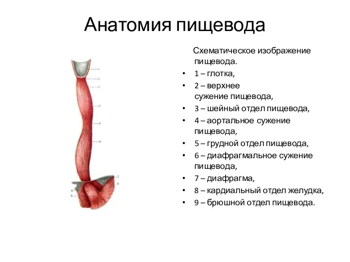 Анатомия пищевода Схематическое изображение пищевода. 1 – глотка, 2 – верхнее