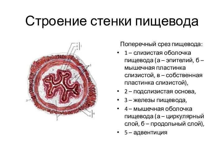 Строение стенки пищевода Поперечный срез пищевода: 1 – слизистая оболочка пищевода