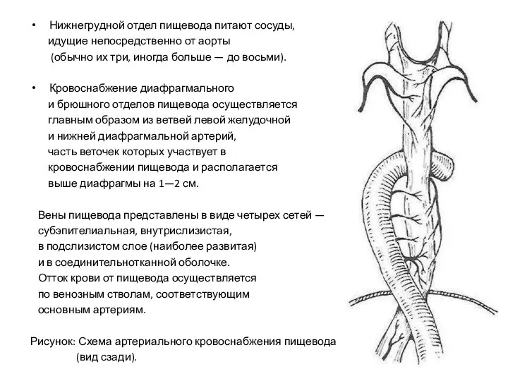 Нижнегрудной отдел пищевода питают сосуды, идущие непосредственно от аорты (обычно их