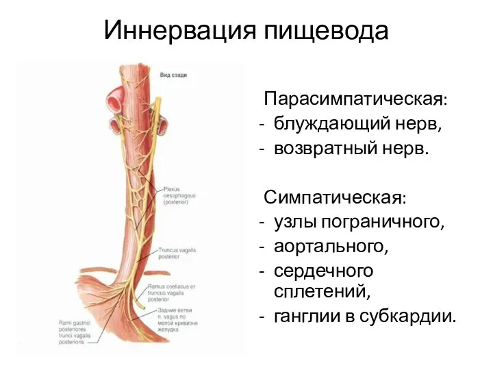 Иннервация пищевода Парасимпатическая: блуждающий нерв, возвратный нерв. Симпатическая: узлы пограничного, аортального, сердечного сплетений, ганглии в субкардии.