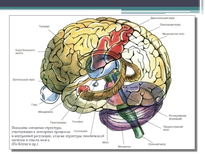 Показаны основные структуры, участвующие в сенсорных процессах и внутренней регуляции, а