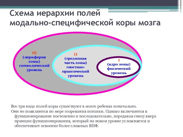 Схема иерархии полей модально-специфической коры мозга Все три вида полей коры