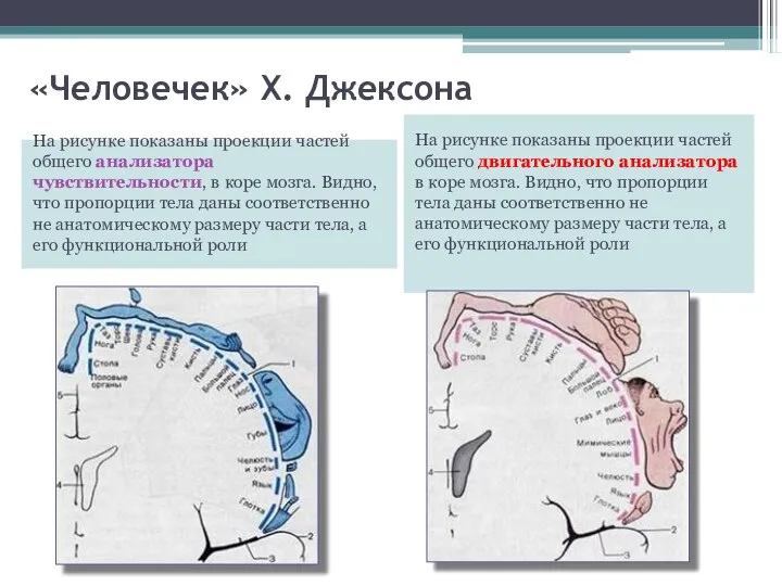 «Человечек» Х. Джексона На рисунке показаны проекции частей общего двигательного анализатора