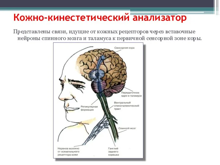 Кожно-кинестетический анализатор Представлены связи, идущие от кожных рецепторов через вставочные нейроны