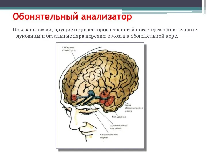 Обонятельный анализатор Показаны связи, идущие от рецепторов слизистой носа через обонятельные