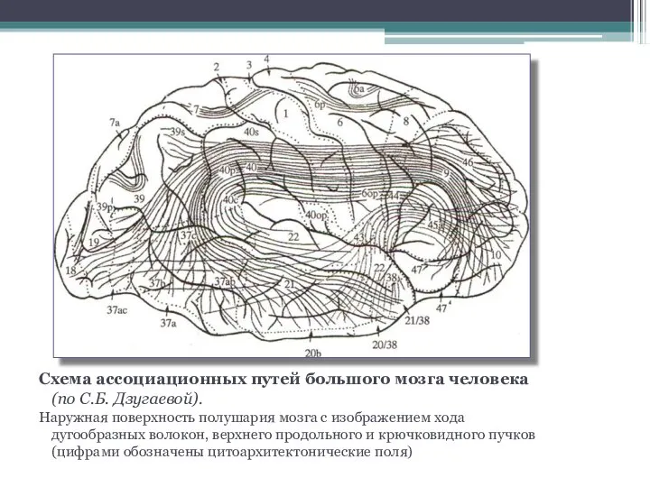 Схема ассоциационных путей большого мозга человека (по С.Б. Дзугаевой). Наружная поверхность