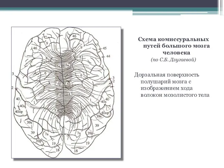 Схема комиссуральных путей большого мозга человека (по С.Б. Дзугаевой) Дорзальная поверхность