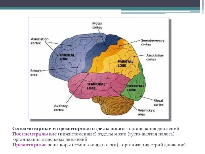 Сенсомоторные и премоторные отделы мозга - организация движений. Постцентральные (нижнетеменные) отделы