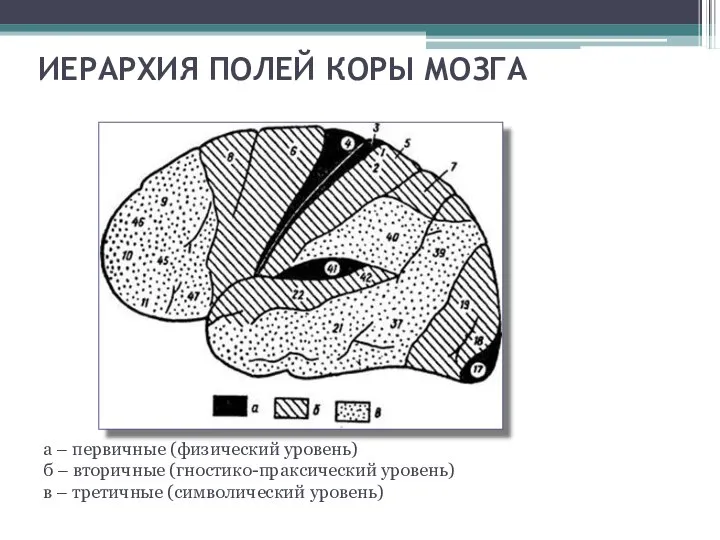 ИЕРАРХИЯ ПОЛЕЙ КОРЫ МОЗГА а – первичные (физический уровень) б –