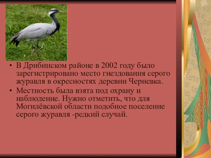 В Дрибинском районе в 2002 году было зарегистрировано место гнездования серого