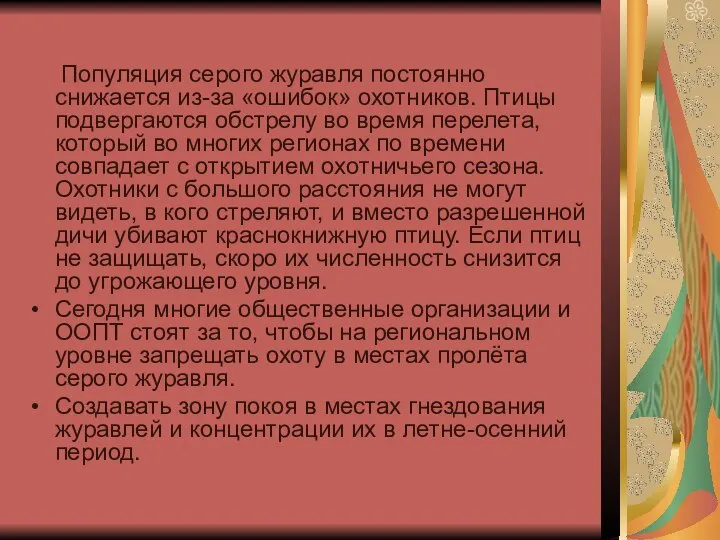 Популяция серого журавля постоянно снижается из-за «ошибок» охотников. Птицы подвергаются обстрелу