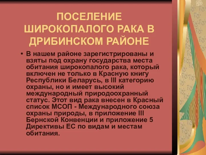 ПОСЕЛЕНИЕ ШИРОКОПАЛОГО РАКА В ДРИБИНСКОМ РАЙОНЕ В нашем районе зарегистрированы и