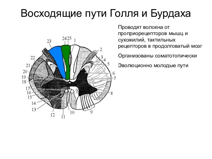 Восходящие пути Голля и Бурдаха Проводят волокна от проприорецепторов мышц и