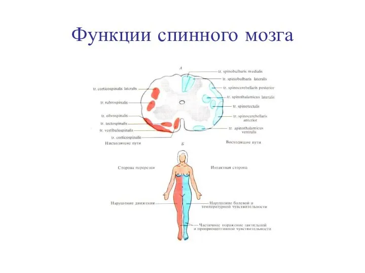 Функции спинного мозга