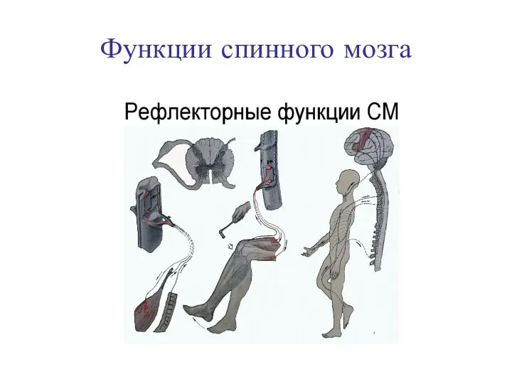 Функции спинного мозга