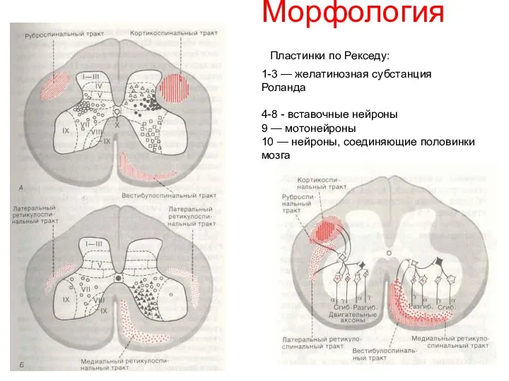 Морфология Пластинки по Рекседу: 1-3 — желатинозная субстанция Роланда 4-8 -