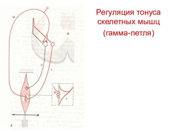 Регуляция тонуса скелетных мышц (гамма-петля)