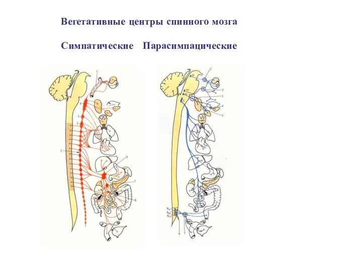 Вегетативные центры спинного мозга Симпатические Парасимпацические