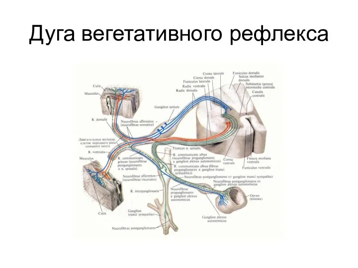 Дуга вегетативного рефлекса