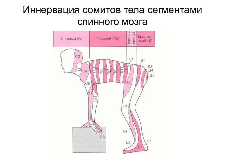 Иннервация сомитов тела сегментами спинного мозга