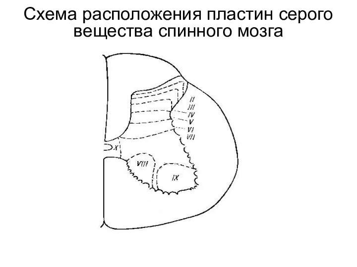 Схема расположения пластин серого вещества спинного мозга