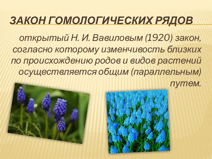 ЗАКОН ГОМОЛОГИЧЕСКИХ РЯДОВ открытый Н. И. Вавиловым (1920) закон, согласно которому