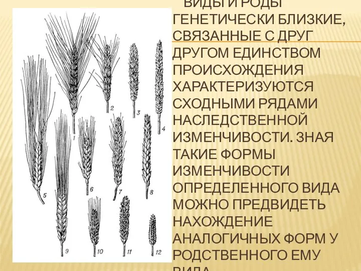 ВИДЫ И РОДЫ ГЕНЕТИЧЕСКИ БЛИЗКИЕ, СВЯЗАННЫЕ С ДРУГ ДРУГОМ ЕДИНСТВОМ ПРОИСХОЖДЕНИЯ