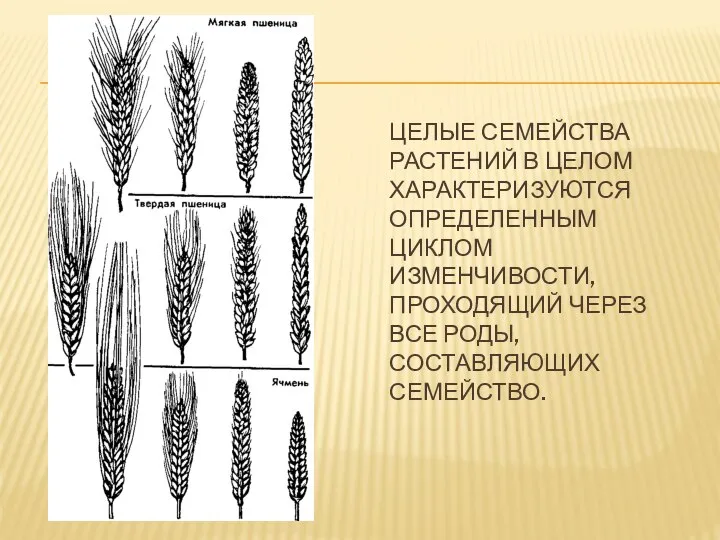 ЦЕЛЫЕ СЕМЕЙСТВА РАСТЕНИЙ В ЦЕЛОМ ХАРАКТЕРИЗУЮТСЯ ОПРЕДЕЛЕННЫМ ЦИКЛОМ ИЗМЕНЧИВОСТИ, ПРОХОДЯЩИЙ ЧЕРЕЗ ВСЕ РОДЫ, СОСТАВЛЯЮЩИХ СЕМЕЙСТВО.