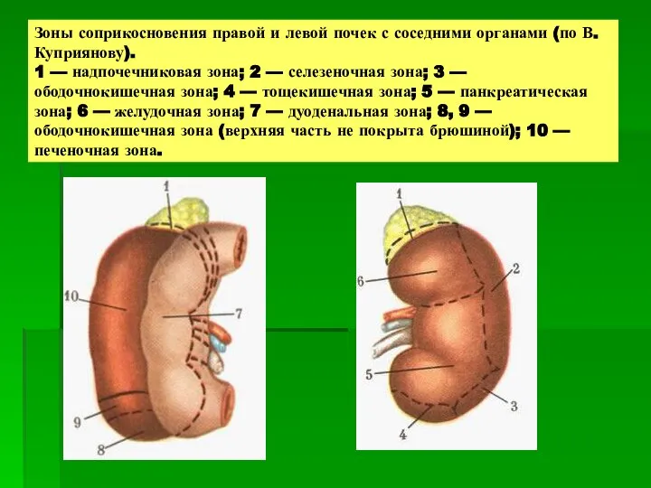 Зоны соприкосновения правой и левой почек с соседними органами (по В.