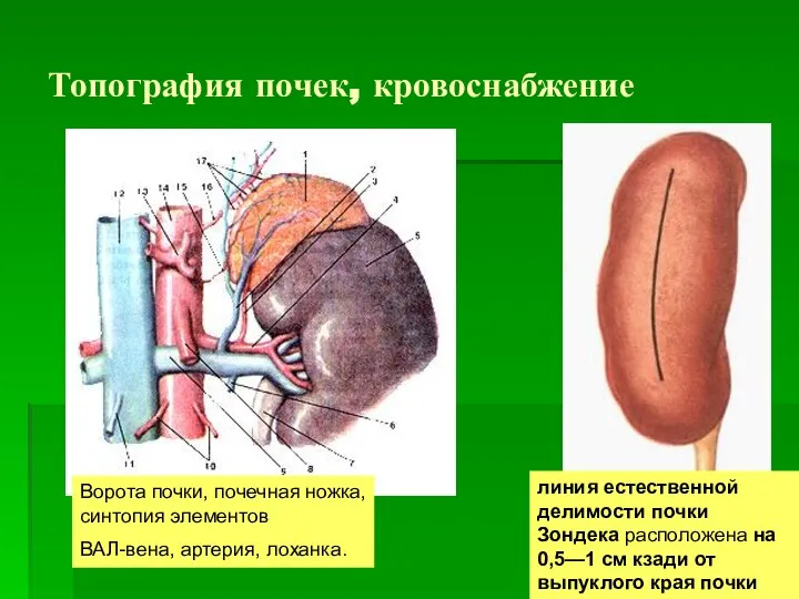 Топография почек, кровоснабжение Ворота почки, почечная ножка, синтопия элементов ВАЛ-вена, артерия,