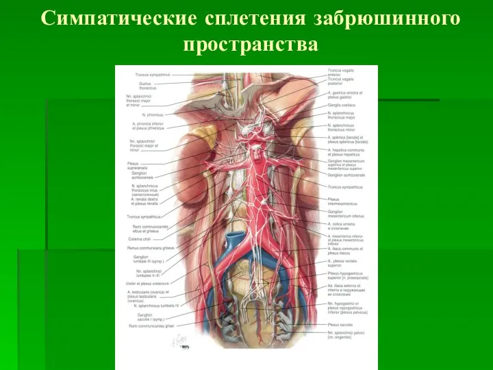 Симпатические сплетения забрюшинного пространства