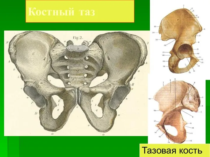 Костный таз Тазовая кость