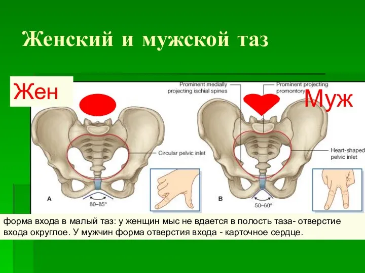 Женский и мужской таз форма входа в малый таз: у женщин