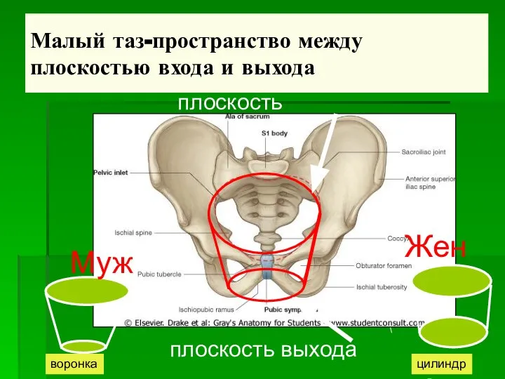 Малый таз-пространство между плоскостью входа и выхода плоскость выхода плоскость входа Муж Жен цилиндр воронка