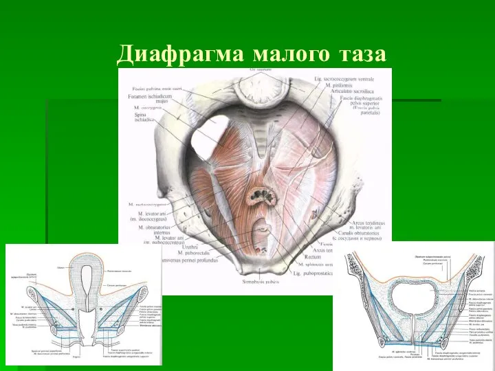 Диафрагма малого таза