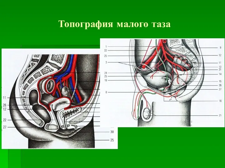 Топография малого таза