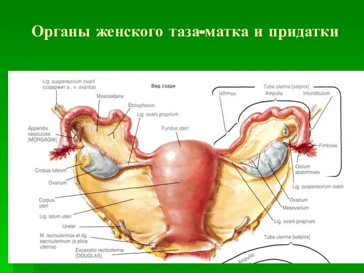 Органы женского таза-матка и придатки