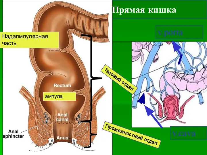 Прямая кишка v.porta v.cava Тазовый отдел Промежностный отдел Надапмпулярная часть ампула